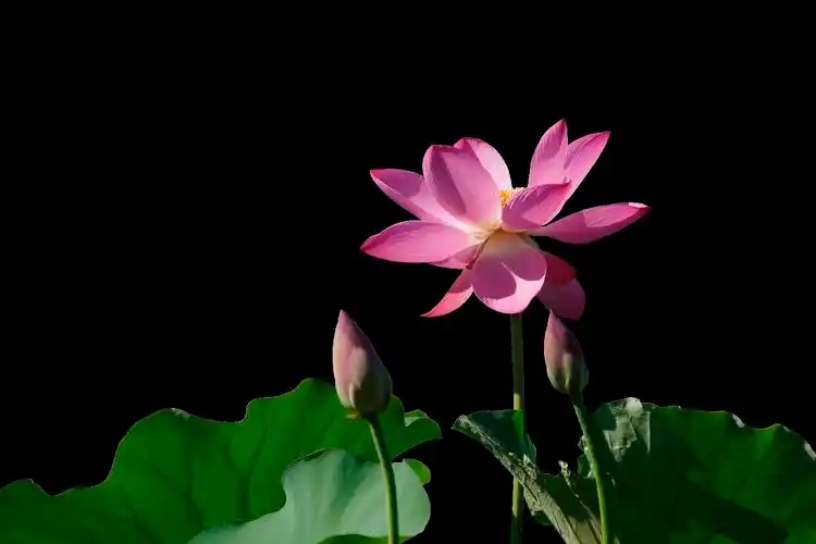 经ps处理的黑色背景之荷花----20180711