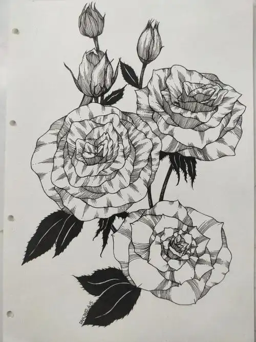 线描月季花步骤