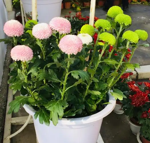 长春菊花展的新颖品种—-绿菊