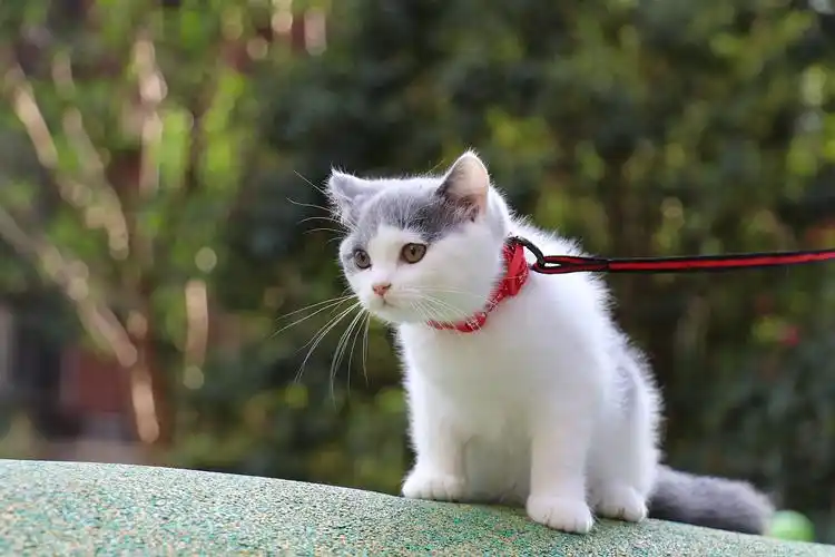 193-英短蓝白母红色脖圈 英短猫原创高清照片 蓝白英短