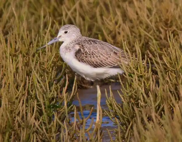白色和棕色的鸟青刀鹬高清壁纸