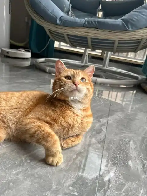 橘猫真好养活