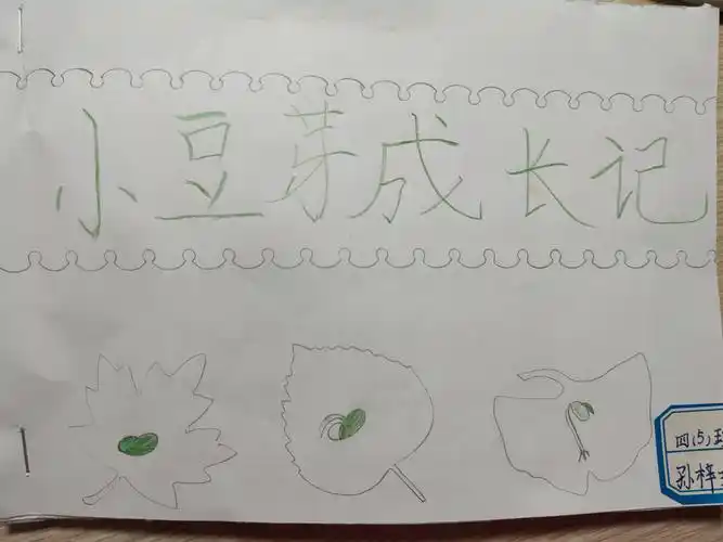 小豆芽成长记