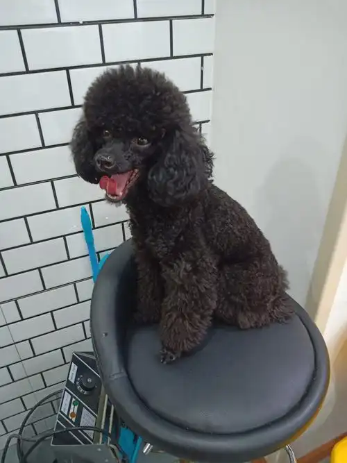 重金寻两岁黑色泰迪弟弟