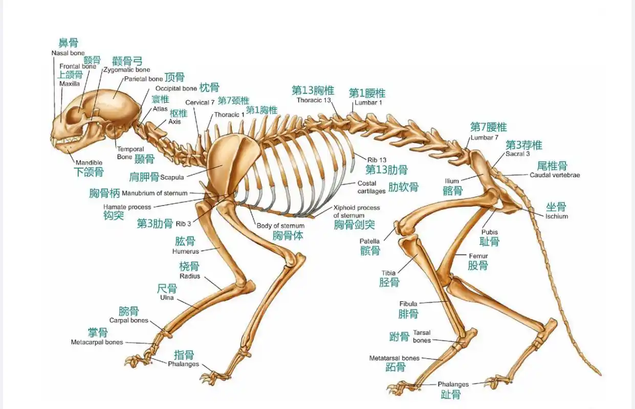 猫解剖图 猫解剖图