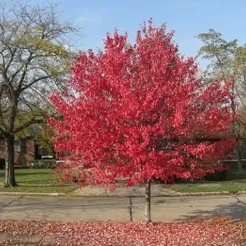 四季红红枫三季红红枫