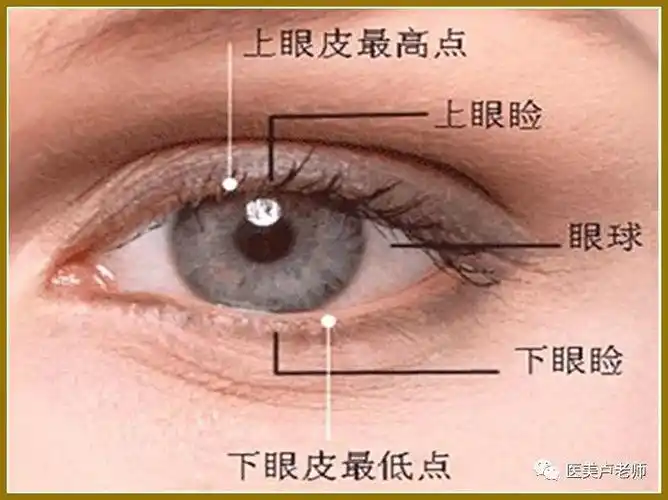 眼睑结构的组成_结膜