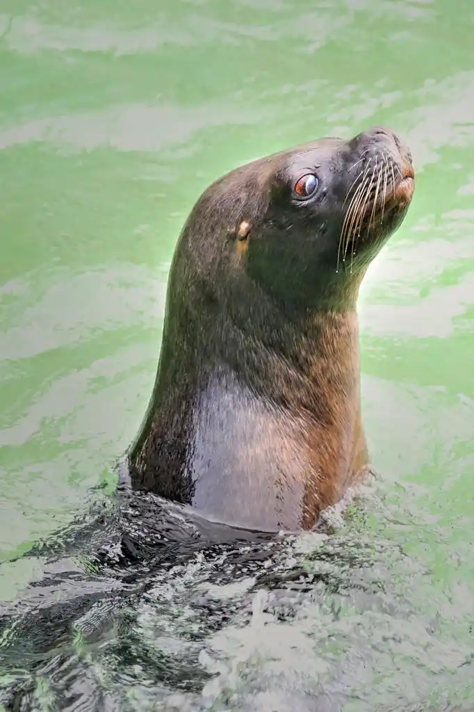 南美洲海狮,在水之下的南美海狮 (otaria byronia)