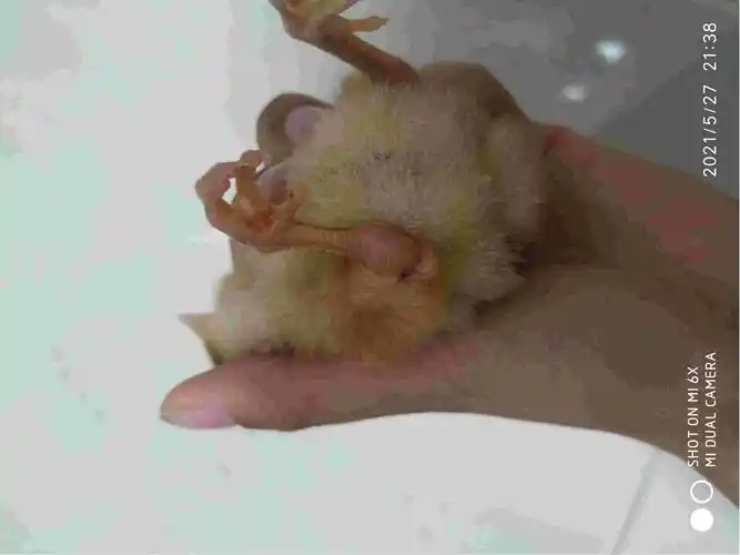 小鸡关节有点肿一只腿有点瘸还有一个爪子蜷着不爱运动也不太吃东西