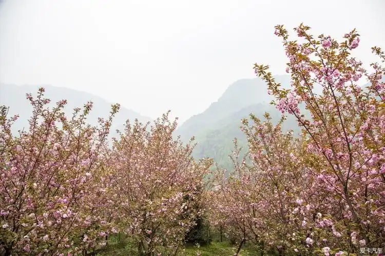 我和春天有个约会14崇州三郎镇樱花基地