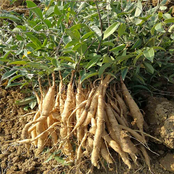 营养满分!牛大力汤必备食材清单!