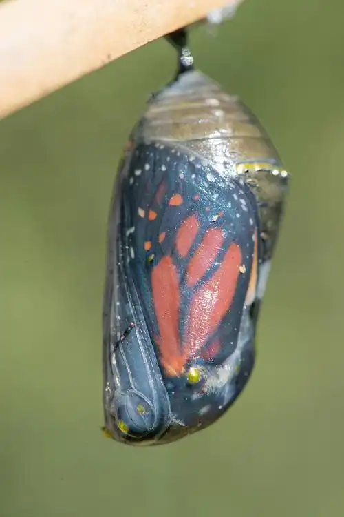 新西兰林肯市帝王蝶破蛹而出3