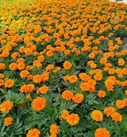 孔雀草的种植方法和时间