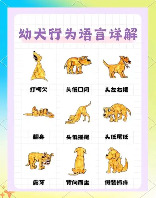 🐾幼犬的情绪密码:解读狗狗的肢体语言🐾