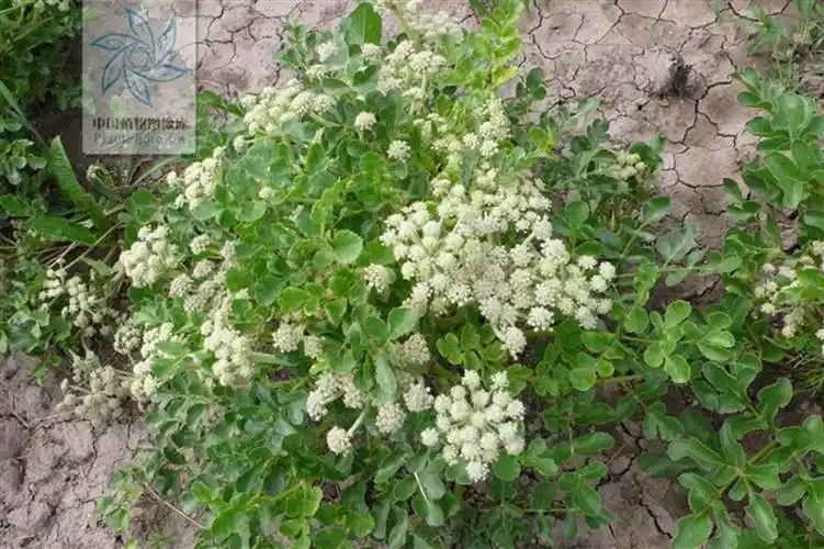 北沙参(珊瑚菜)