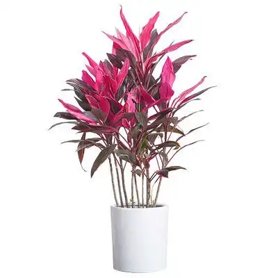 红叶朱蕉盆栽大型室内客厅卧室除甲醛观叶盆景花卉水培红叶铁植物