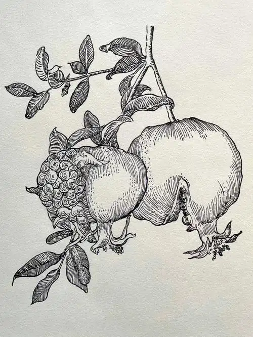 钢笔速写练习石榴