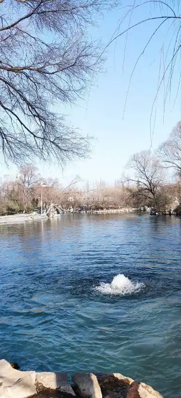 双木成林跳芭蕾