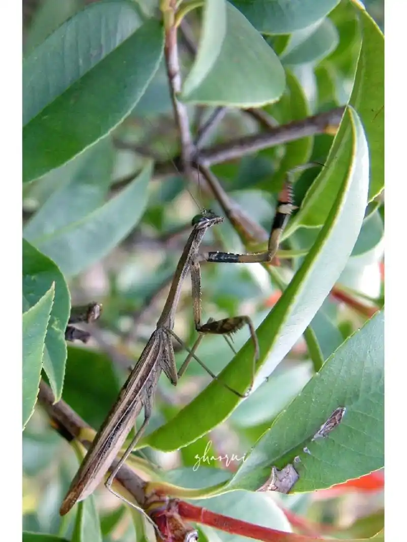 我拍到的两种褐/棕色螳螂 90对比  前四张是昨天拍的,后四张是上