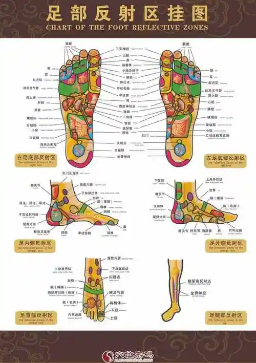 脚底穴位图(足部反射区示意图)