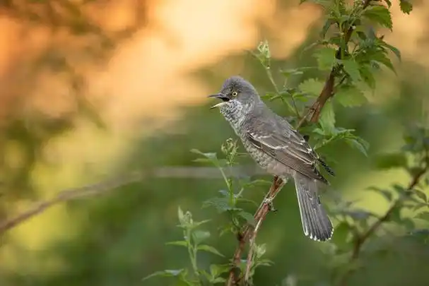 黄鹂鸟怎么养不怕人