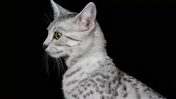 的斑点金被银床黄身白肚子的半橘乌云纯黑猫衔蝶黑猫嘴边白墨玉垂珠