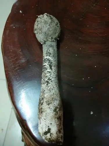 广西叫芝麻菌,学名是什么?能吃吗?