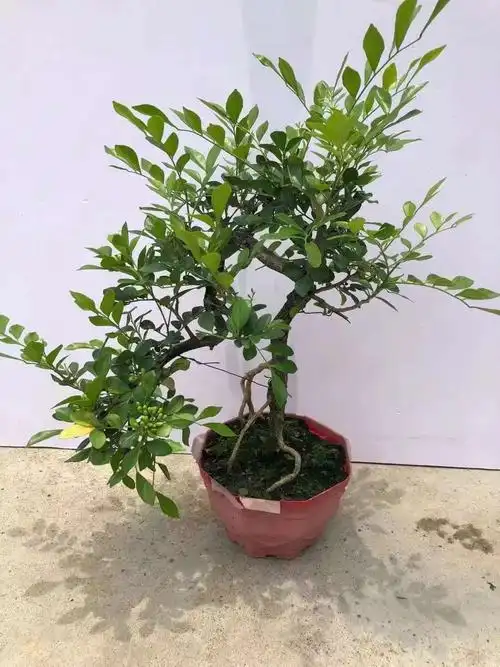 【基地直批】悬崖九里香苗盆景七里香四季常青室内外庭院植物