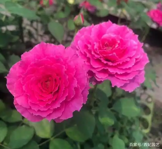 月季花中的另类品种既耐晒又抗病的草药