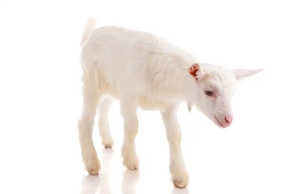 山羊孤立,在白色的背景,孤立小白山羊