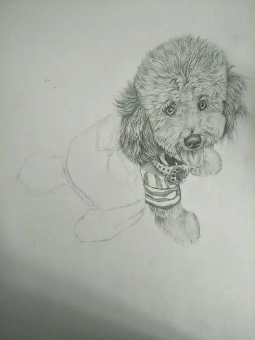 我觉得这位网友家的泰迪就特别的幸福!