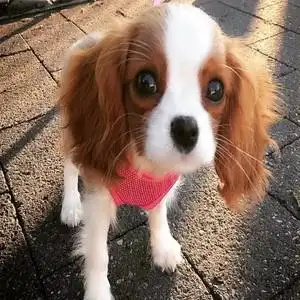 纯种查理王小猎犬大耳朵长毛贵族犬骑士不咬人适合小孩活体宠物狗