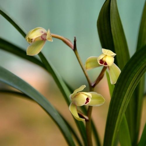 优质兰花苗建兰老种荷王浓香花卉花盆景盆栽绿植物好养活勤花勤苗