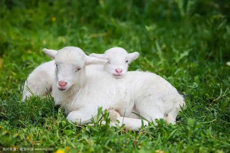 两只小羊羔依偎在草地上