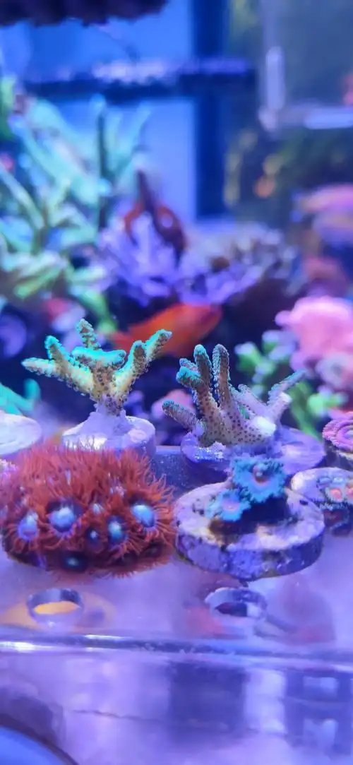 北京收荧光南太鸟