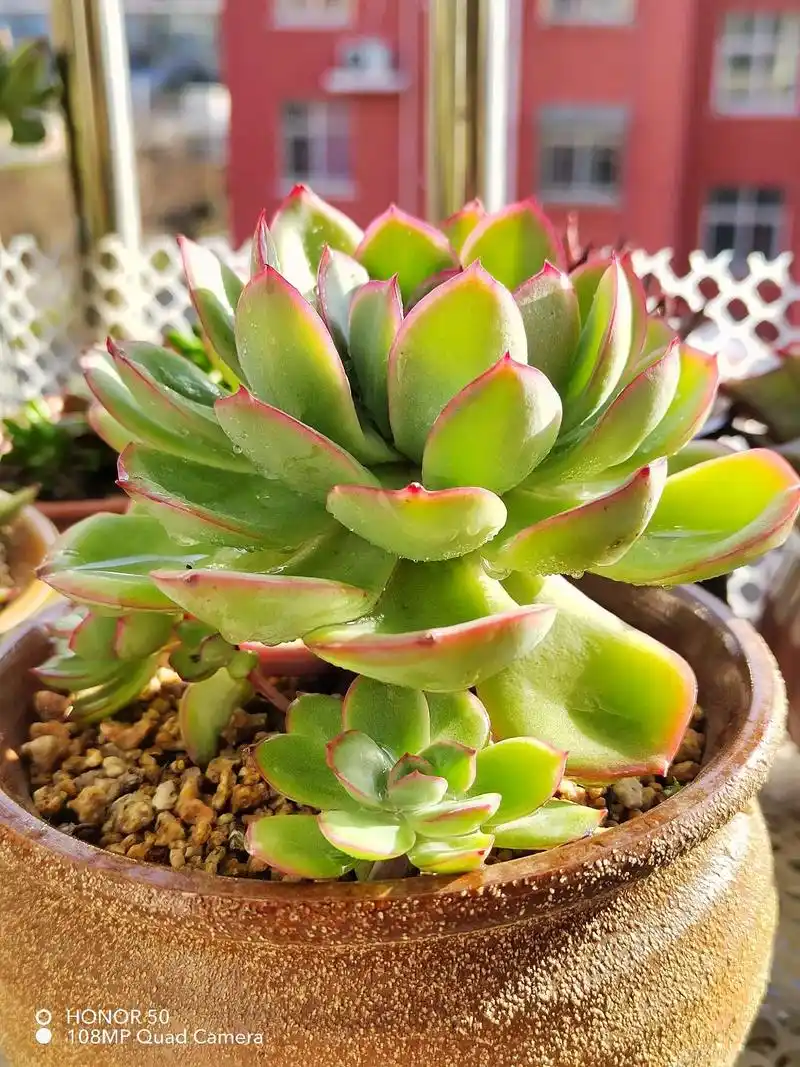 多肉,晨露,在阳光下泛着一层仙气.#一花一草一世界#爱生活 - 抖音