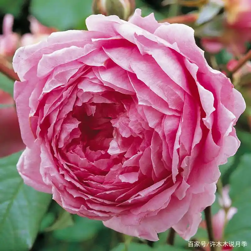 20款超级耐寒的月季品种,东北地区放心种植,不惧严寒照常开花