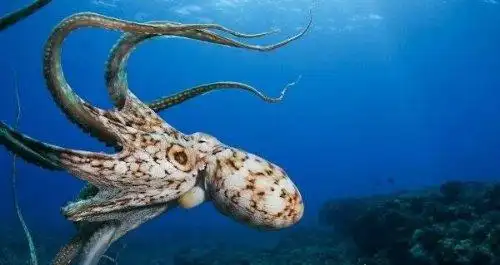 世界上最大的章鱼北太平洋巨型章鱼到底有多大重达272公斤