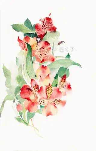 水彩花卉