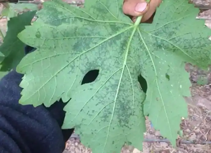 葡萄缺素时有哪些具体表现?