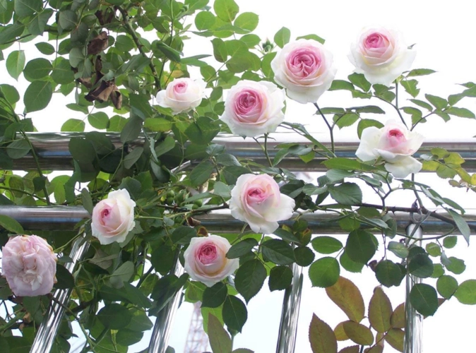 超级漂亮的白色龙沙宝石月季,这颜值你给几分