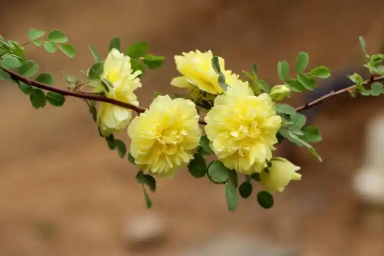 每年4月前后,在桃,杏,梨花纷纷凋谢之后,黄刺玫进入盛花期,满树金黄的