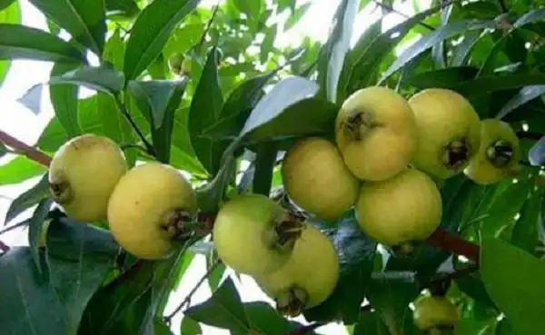 洋蒲桃和蒲桃的不同之处是什么怎么样区分这两种植物