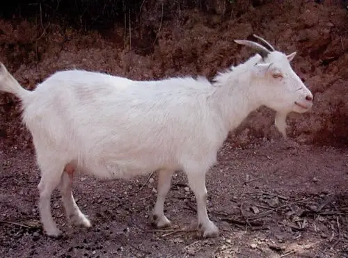 全国家养动物品种信息标准化广丰山羊品种简介