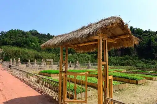 广东最美的山丘农场|深圳1小时生活圈内的阿菠萝小猪农场