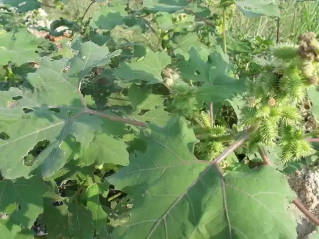 伫立在野茄子树翠而不艳的绿色里,一阵微风习来