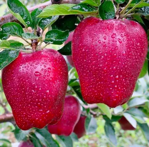 甘肃天水花牛苹果农产品花牛果农作物蛇果鲜智慧果孕妇吃宝宝辅食