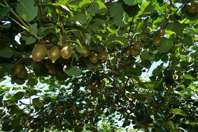 深山奇异果飘香引客来