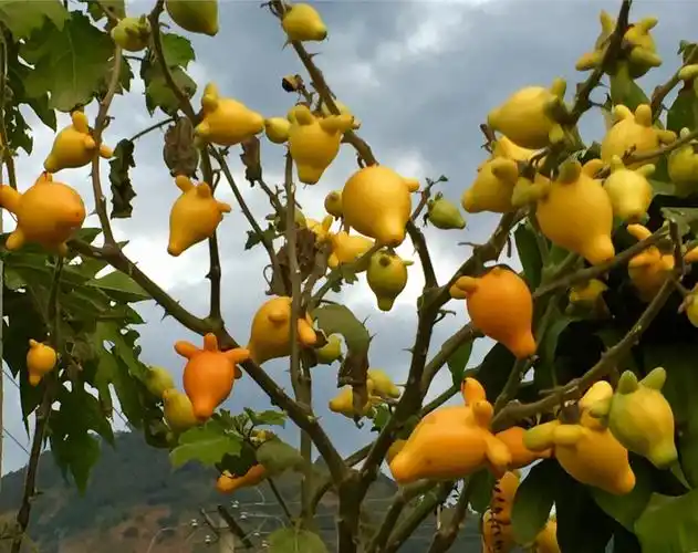 五子登科,也叫乳茄