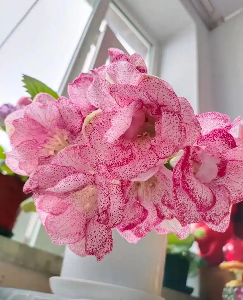 又喜欢上了大岩桐(芙蓉花)那就安排!#好看的花一定要分 - 抖音